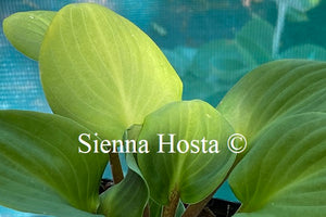 Hosta 'You're So Vein'