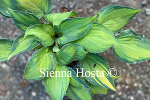 Hosta 'Dinner Mint'