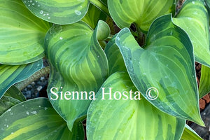 Hosta 'Dinner Mint'