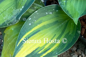 Hosta 'Dinner Mint'