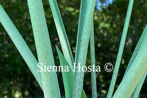 Hosta 'Stormy Seas'