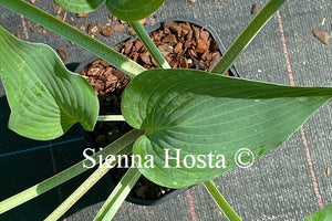 Hosta 'Stormy Seas'