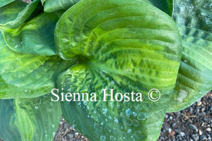 Hosta 'Holy Mole'