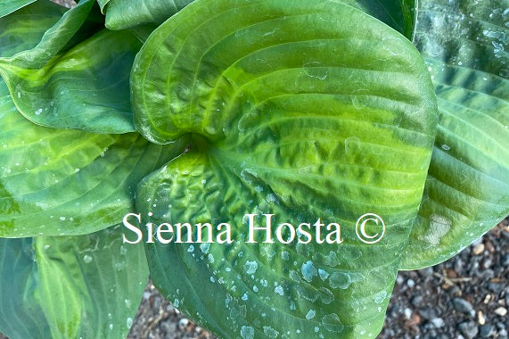 Hosta 'Holy Mole'