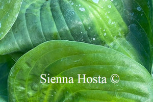 Hosta 'Holy Mole'