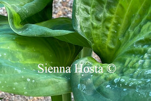 Hosta 'Holy Mole'