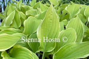 Hosta 'Spring Break'