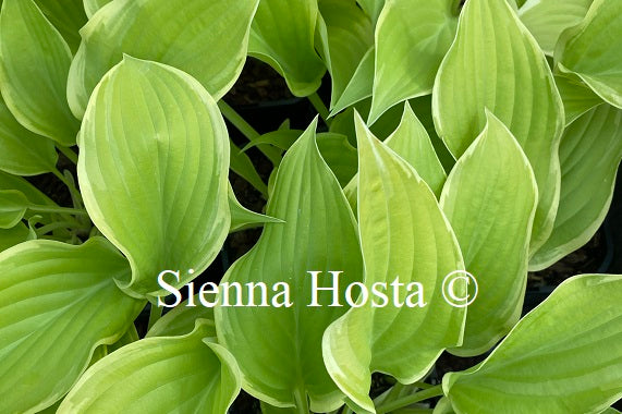 Hosta 'Spring Break'