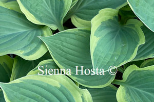 Hosta 'Strawberry Surprise'