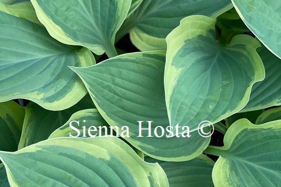 Hosta 'Strawberry Surprise'