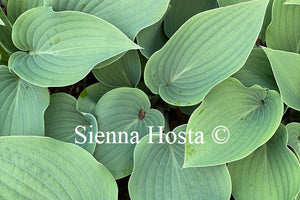 Hosta 'Theo's Blue'