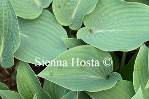 Hosta 'Theo's Blue'