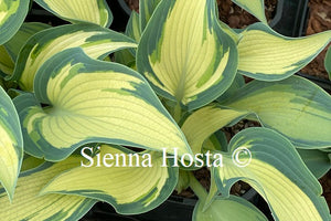 Hosta 'Teacher's Pride'