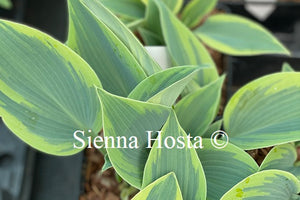 Hosta 'Teatime'