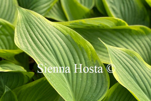 Hosta 'Victory'