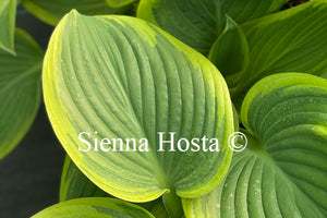 Hosta 'Victory'