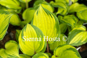 Hosta 'Volcano Island'