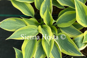 Hosta 'Virginia Reel'