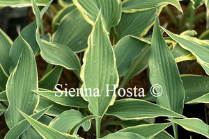 Hosta 'Venetian Skies'