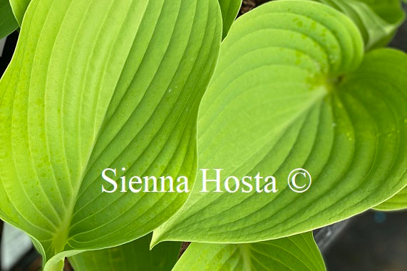 Hosta 'Wundergold'