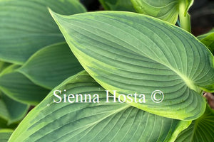 Hosta 'Wunderbar'