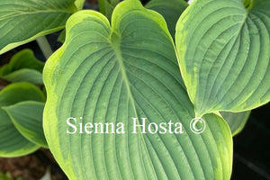 Hosta 'Wunderbar'