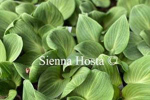 Hosta 'You're So Vein'