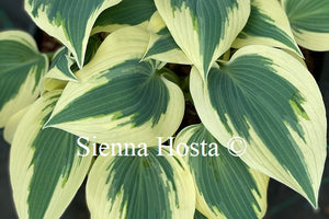 Hosta 'Great Escape'