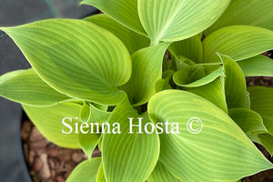 Hosta 'Good Times'