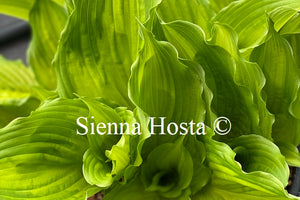 Hosta 'Amalia'