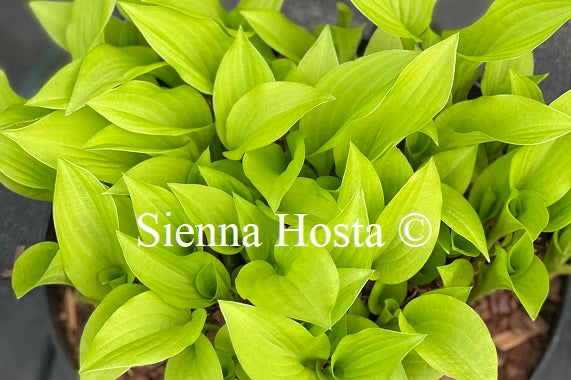 Hosta 'Double D Cup' - Sienna Hosta