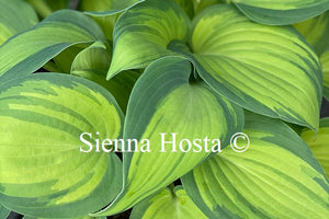 Hosta 'Dinner Mint'