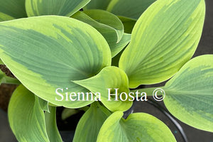 Hosta 'Teatime'