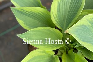 Hosta 'Teatime'