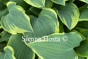 Hosta 'Lacy Belle'