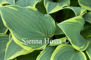 Hosta 'Lacy Belle'