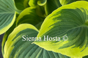 Hosta 'Liberty'