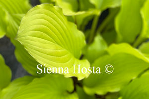 Hosta 'Fruit Punch'