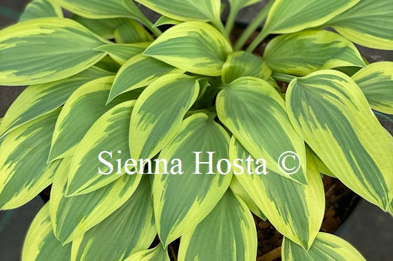 Hosta 'Angelique'