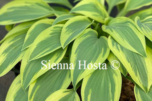 Hosta 'Angelique'