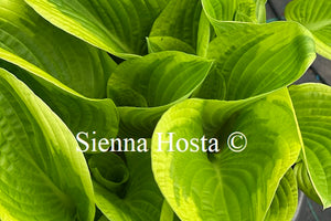 Hosta 'Shade Fanfare'