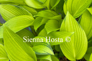 Hosta 'June Fever'