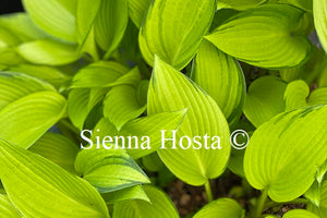 Hosta 'June Fever'