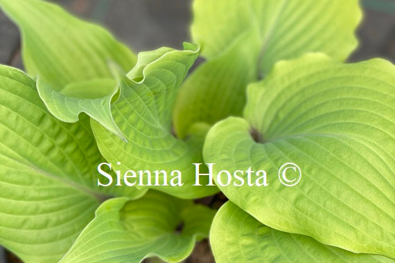 Hosta 'Holar Rising Flame'