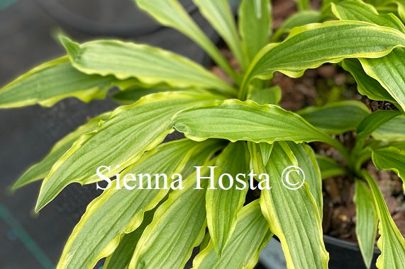 Hosta 'Stiletto'