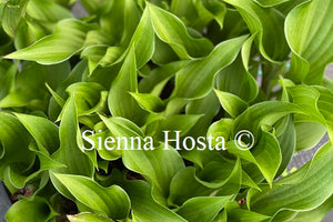 Hosta 'Harry van Trier'