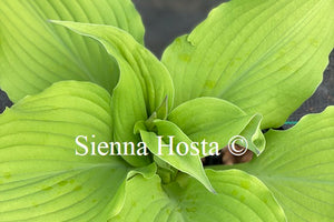 Hosta 'Sherlock'