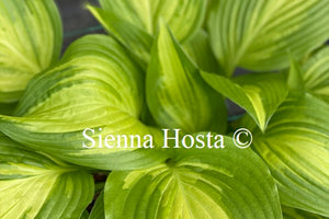 Hosta 'Sea Thunder'
