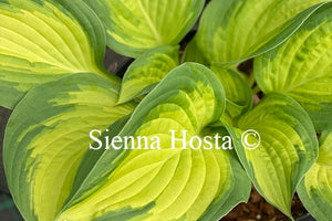 Hosta 'Prom Queen'