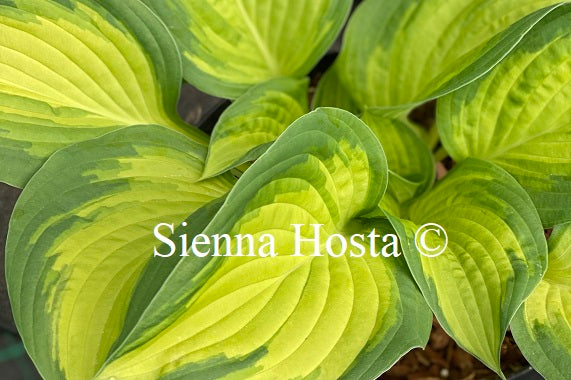 Hosta 'Prom Queen'